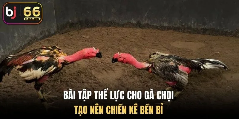 bai-tap-the-luc-cho-ga-choi