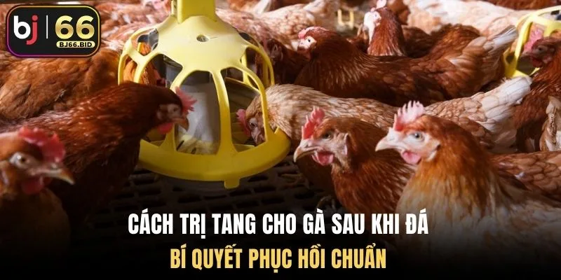 cach-tri-tang-cho-ga-sau-khi-da