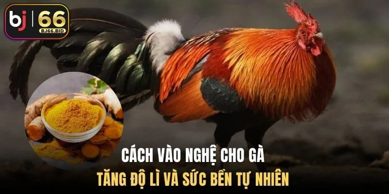cach-vao-nghe-cho-ga