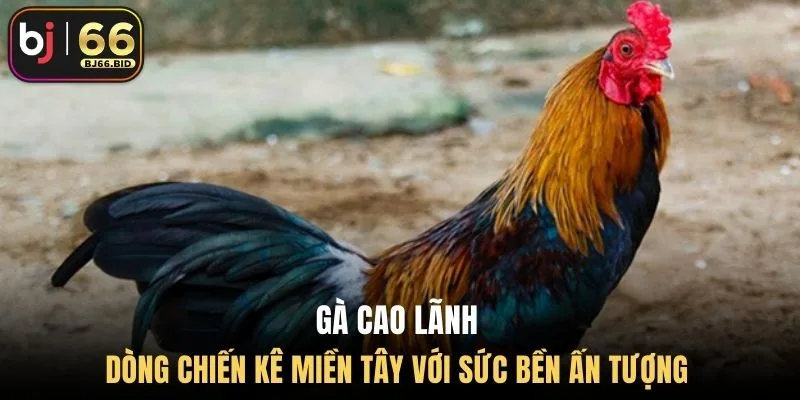 ga-cao-lanh