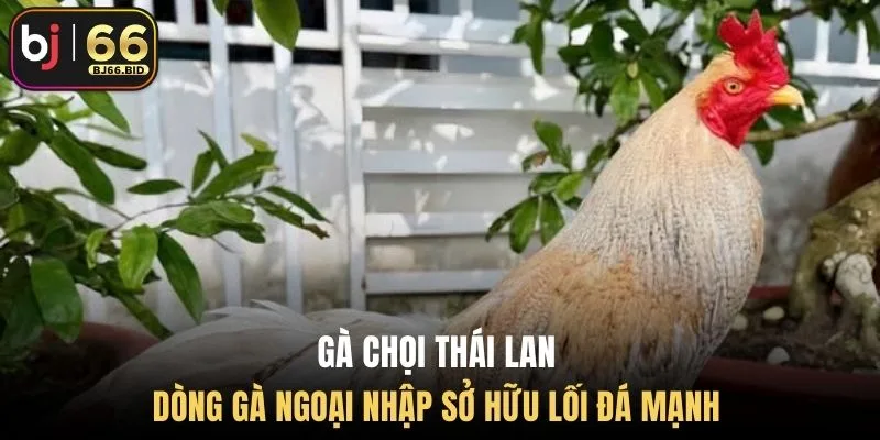 ga-choi-thai-lan