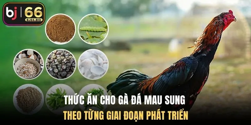 thuc-an-cho-ga-da-mau-sung